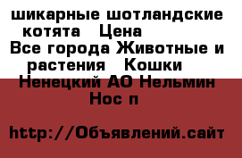 шикарные шотландские котята › Цена ­ 15 000 - Все города Животные и растения » Кошки   . Ненецкий АО,Нельмин Нос п.